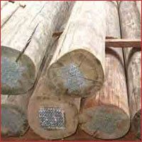 madeira eucalipto